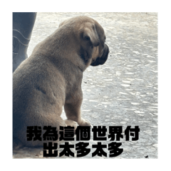 小胖與小俄阿