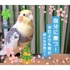 我が家の鳥とも