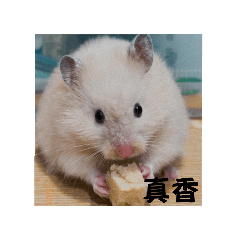 我是黃金鼠餅餅