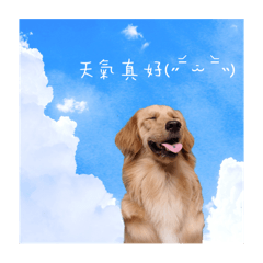 黃金獵犬-狗屎蛋RYAN