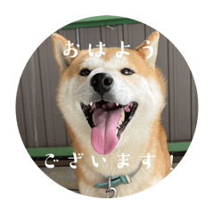 shiba_ryoku