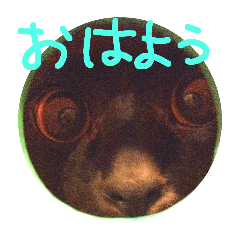 panko_20241119214029