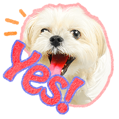 Morkie?chocolat