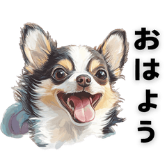 Chihuahua's funny response