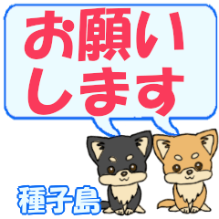 Tanegashima's letters Chihuahua2