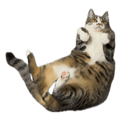 maroge_20241120083542