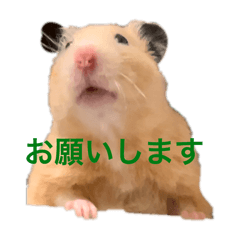 omg_20241120010957