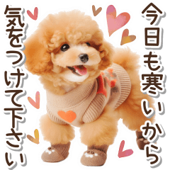 Toy poodle health management