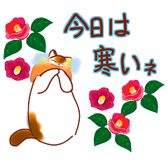 和風猫＜冬ですね＞