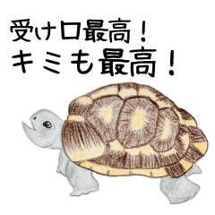 Yamato of the land tortoise.