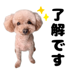 Realistic Toy Poodle Poko