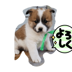 menchan_20241120203803