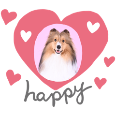 Arya-Sheltie