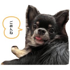 Tojiro_chihuahua