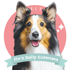 Sheltie Fin's Daily Cuteness