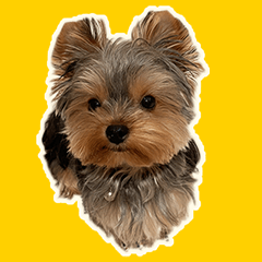 Yorkie Dog Martin