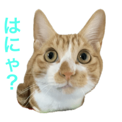 konatsu_20241121203703