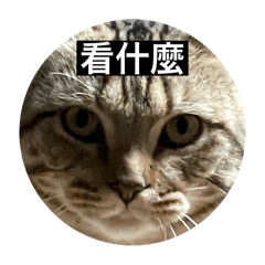 瘋狂貓貓大進擊