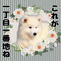 ojisan samoyed