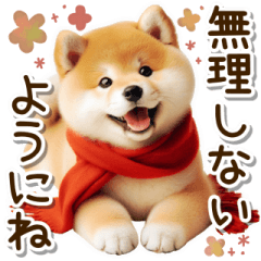 winter shiba inu