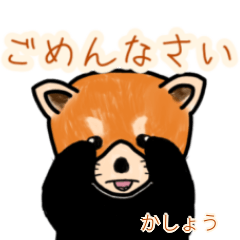 Kashou's lesser panda