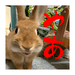 Peshi_20241121220053