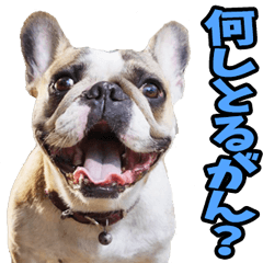石川・金沢弁☆わんこ