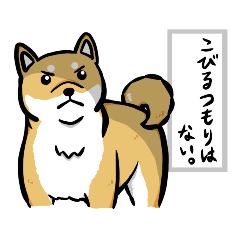 A Shiba Dog that doesn't flatter humans