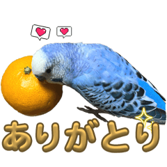 Mihomaru_20241122123120