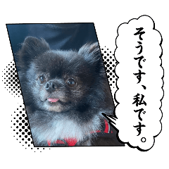 I like dogs_20241122143903