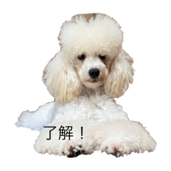 可愛い可愛いぷー