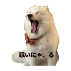 tyukichan__s._20241123112556