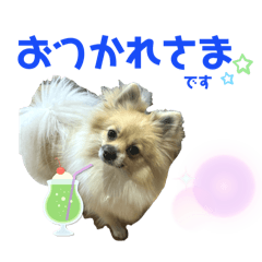 Pomeranian party color2