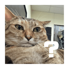 餛飩麵樓上的劉糖糖