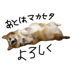 nonchan_corgi_