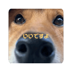 Shiba_20241122143240