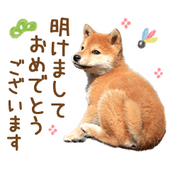 年末年始♪冬の柴犬だワン！