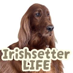 Irishsetter LIFE