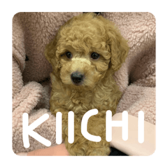 kiichi_20241122182143