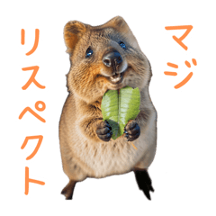 Happy Animal_Quokka Wallaby30