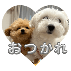 moo_20241123131817