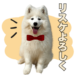 Consultant Samoyed TSUBAKI