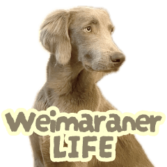 Weimaraner LIFE