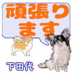 Shimotashiro's letters Chihuahua