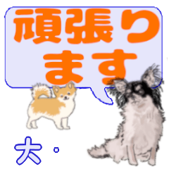 Ookago's letters Chihuahua