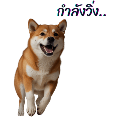 Shiba Inu dogs love to invest.