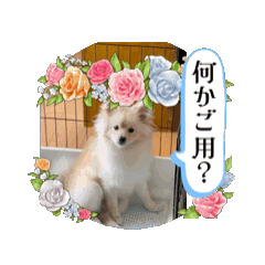 うごく武田ポン太くんスタンプ