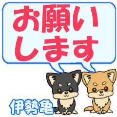 Isegame's letters Chihuahua2