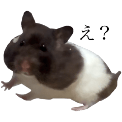 hamster tamako