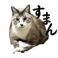 CAT Rintaro_20241125022159